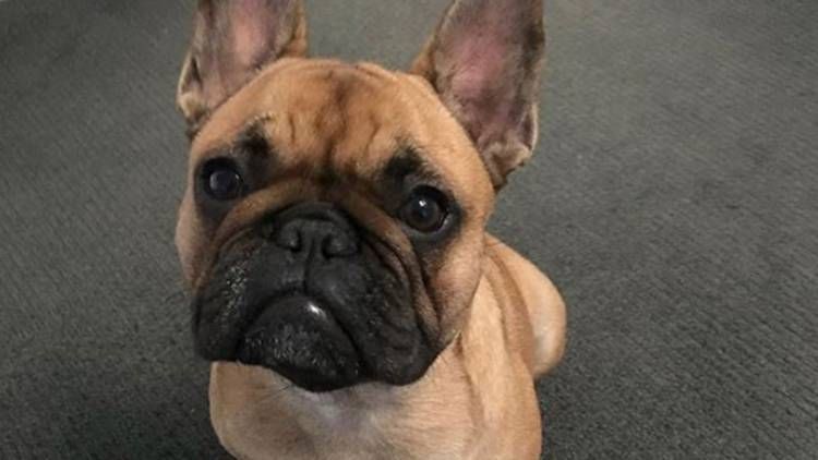 The Actor Matt Wilson Stolen Dog Found In Melbourne Mattwilson