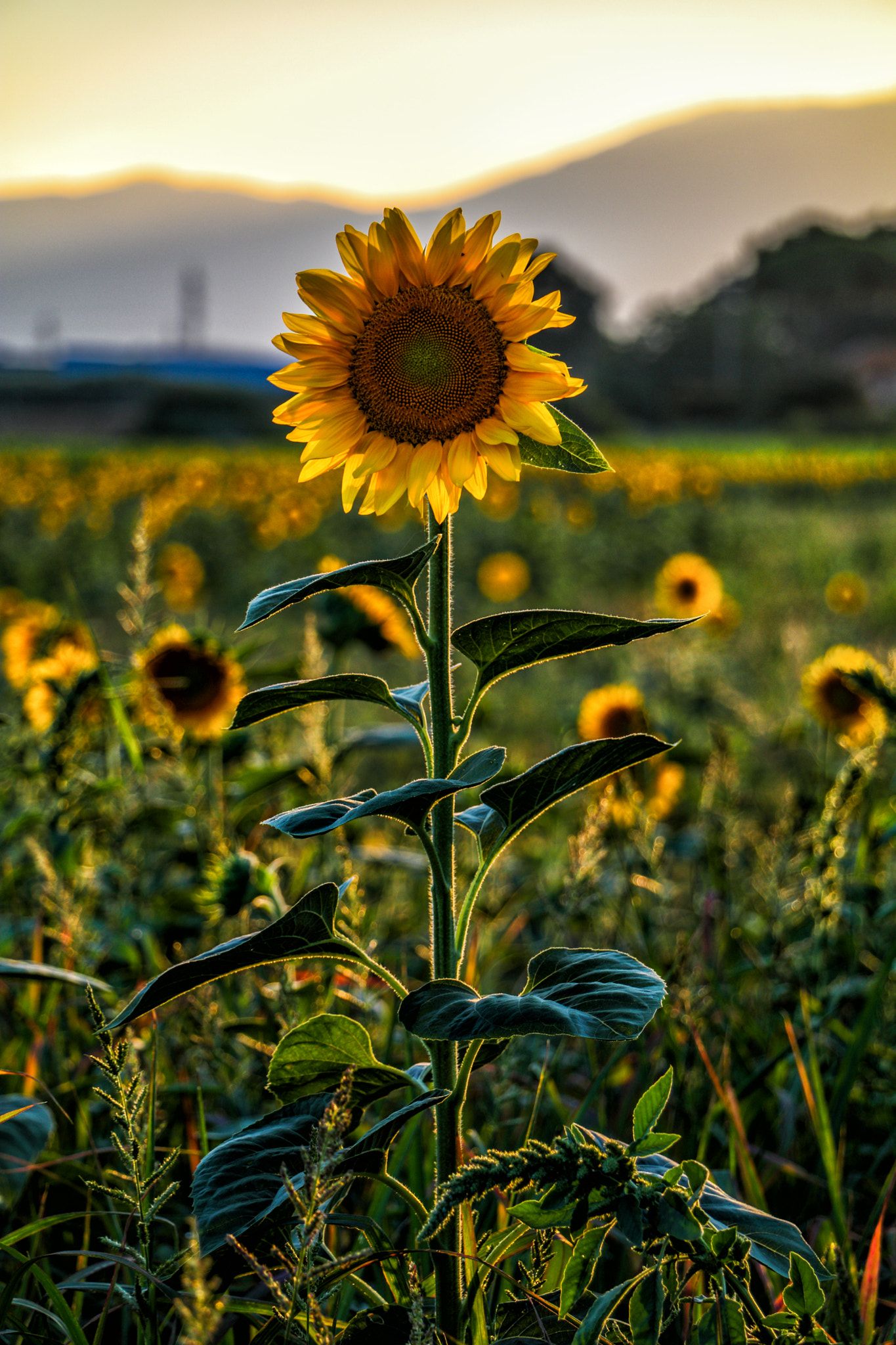 sunflower A sunflower in a field Sunflower, Pretty flowers, Nature