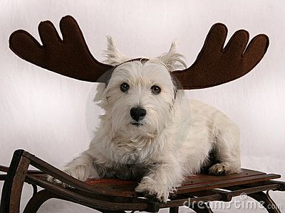 westie terrier stock photos 749 westie terrier stock images stock photography pictures dreamstime page 4 dog breeds little westie terrier westies