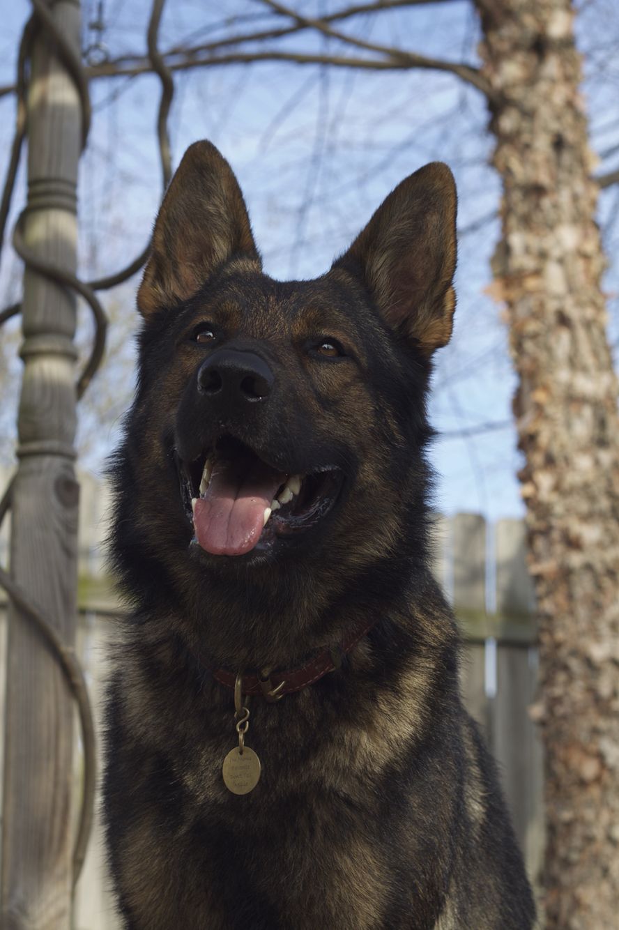 Miles 3 2015 Dogids Still In Love With Our Collar Leash And