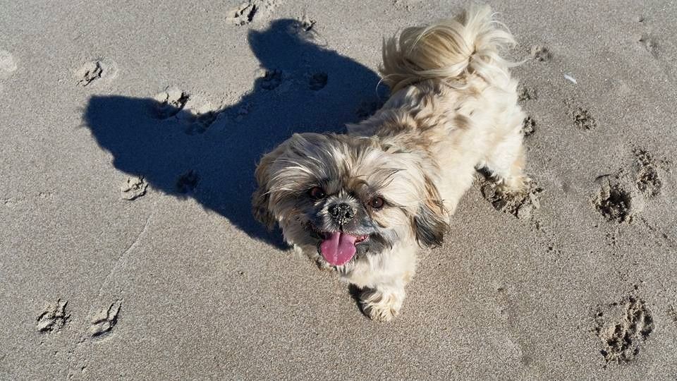 Pin By Yesteeyear Chris Rivait On Shih Tzu Shih Tzu Dogs Shirts