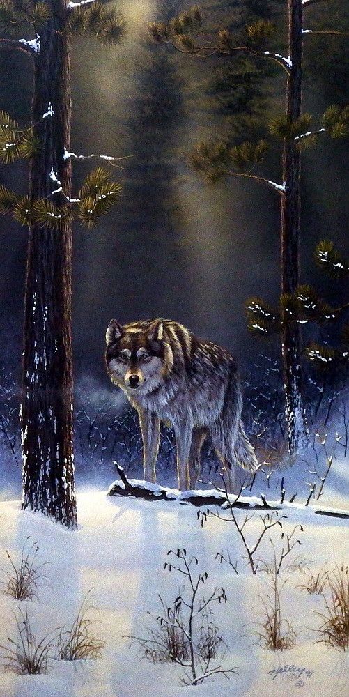 Winter Hunter Wolf Print By Derk Hansen 10.5/" x 21/"