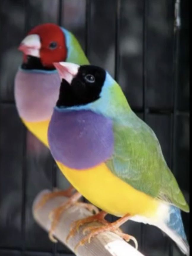 Gouldian finches, from Australia. In the wild, black heads are the dominant form...