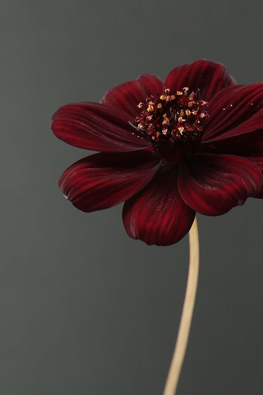 Chocolate Cosmos Flower by Alyson Fennell