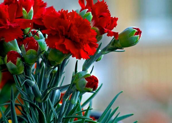 Resultado de imagem para flores cravos gigantes