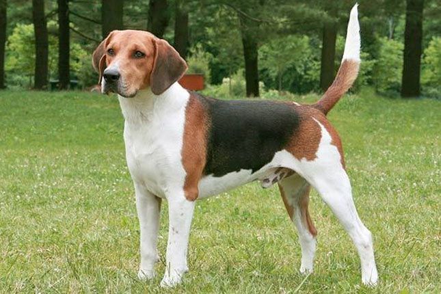 Harrier Dog Harrier Dog Dog Breeds Medium