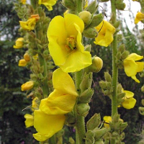 Plante medicinale – LUMÂNĂRICA Lala, Vegetables, Health, Plants, Health Care, Vegetable Recipes, Plant, Veggies, Planets