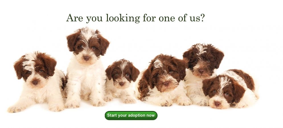Teddybear Schnoodles Teddy Bear Cavapoo Puppies