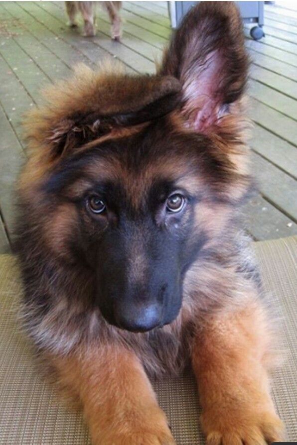 The Life Of A Week Old German Shepherd Puppy Shepherd Puppies
