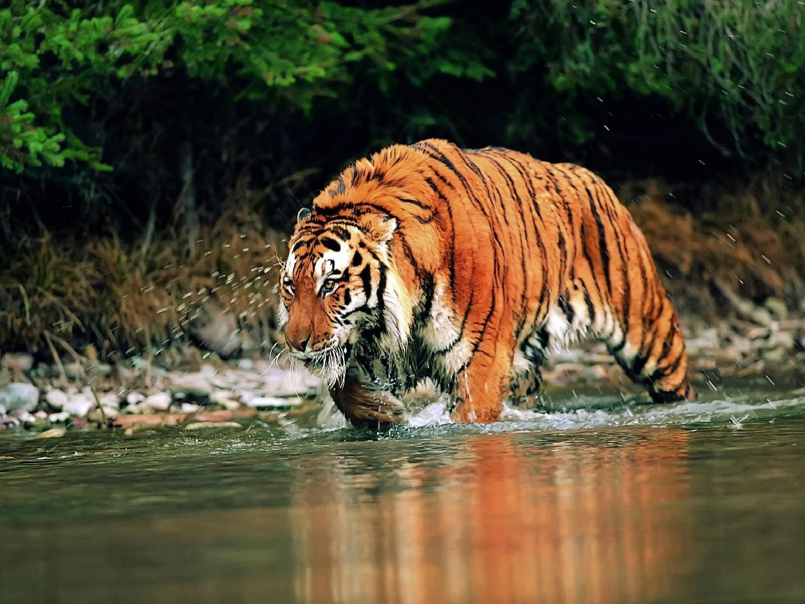 The biggest tiger in the world - what is it The biggest tiger in the world - what is it
