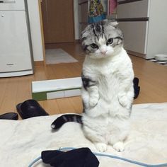 物憂げな表情で立ち尽くす猫 お腹が減って催促する姿が可愛いと話題に マンチカン 猫用テント かわいい動物の赤ちゃん 物憂げな表情で立ち尽くす猫 お腹が減って催促する姿が可愛いと話題に マンチカン 猫用テント かわいい動物の赤ちゃん