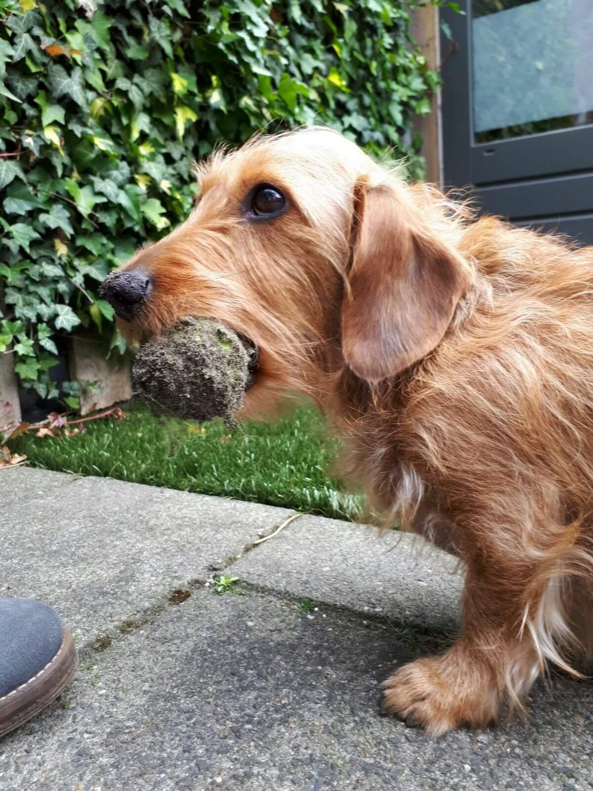 Pin By Matthias L M On Dogs Weiner Dog Beautiful Dogs Mini