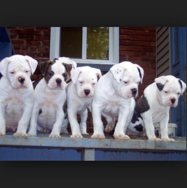 American Bulldog Puppies One Day I Will Have One Perros Boxer