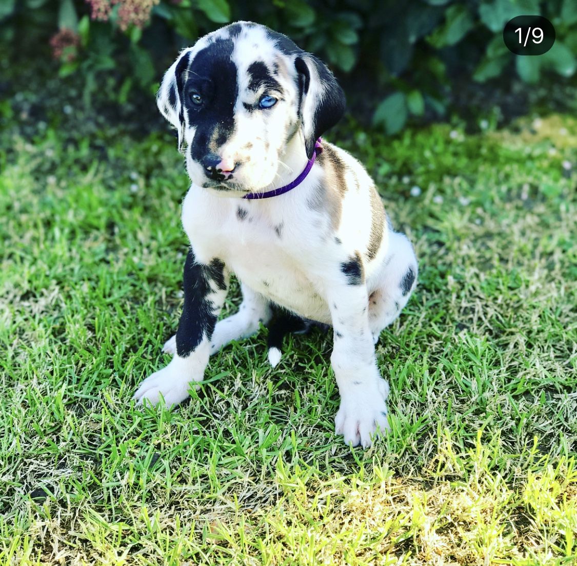 Cheap Great Danes For Sale Great Dane Puppy Great Dane Harlequin Great Danes