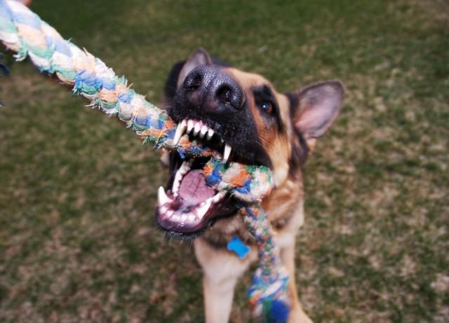 Does Your Dog Have Possession Aggression Dog Growling Dog