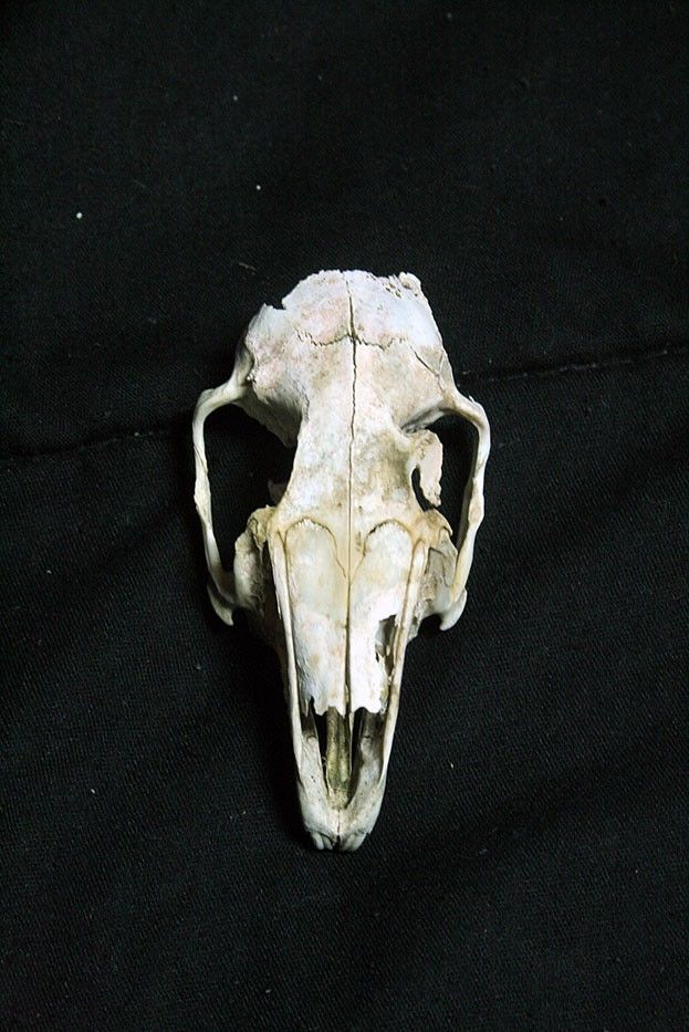 jack rabbit skull teeth real bone grade c skull rabbit skull