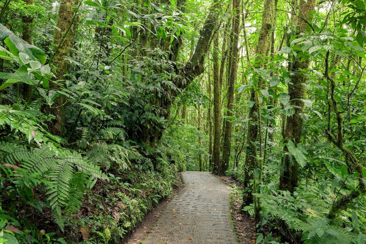How to Experience the Incredible Biodiversity of Costa Rica’s Monteverde Cloud Forest  Visit 