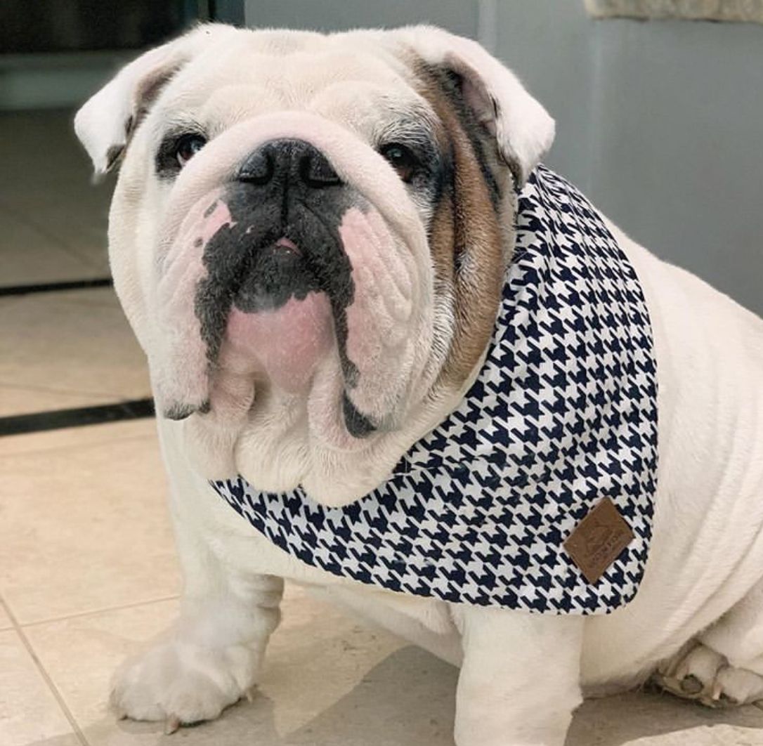 Pin By Clara On Dogs Bulldog English Bulldog Puppies