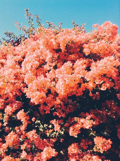 Orange Love Color Inspo Orange Love