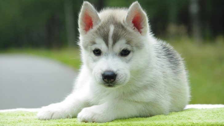 The Domestic Dog Baby Husky Baby Huskies Wallpapers On