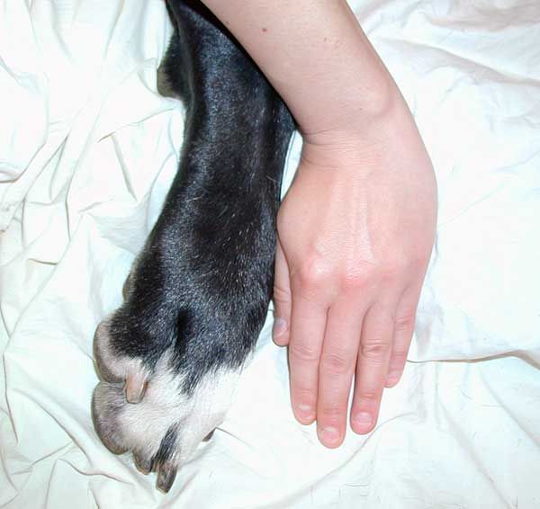 Dog Behavior Problem And Prevention Dog Behavior Cute Dog