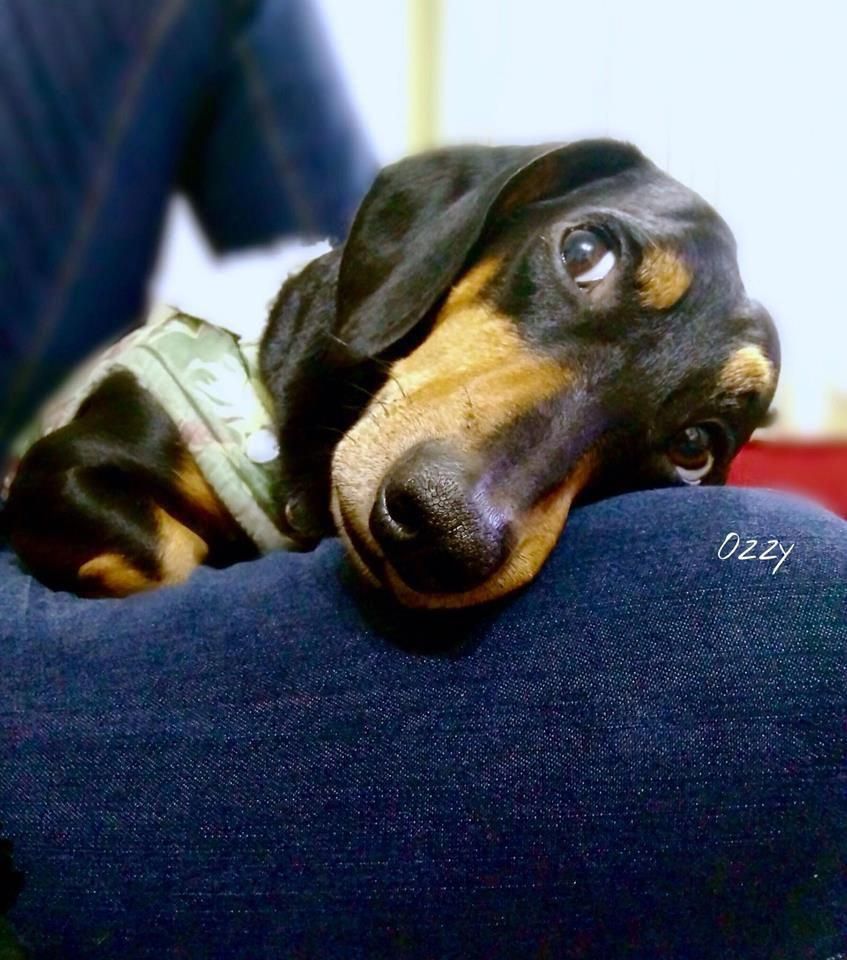 All About The Daschund Puppy Personality Daschundpack