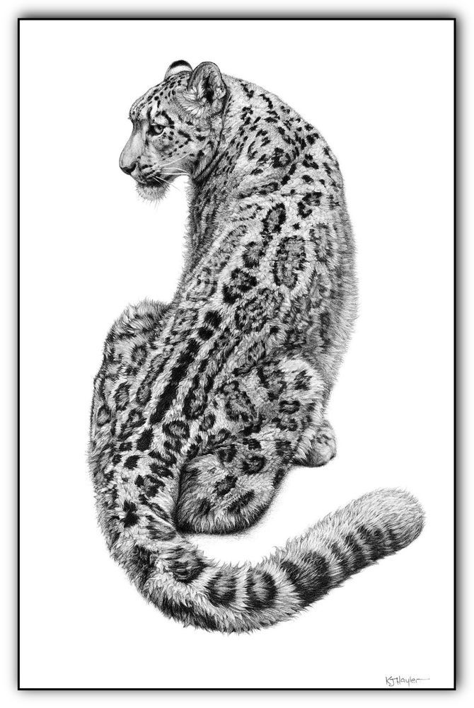 Snow leopard print picture wildlife sketch wall fine art animal pencil drawing eBay Leopard Snow leopard print picture wildlife sketch wall fine art animal pencil drawing eBay Leopard