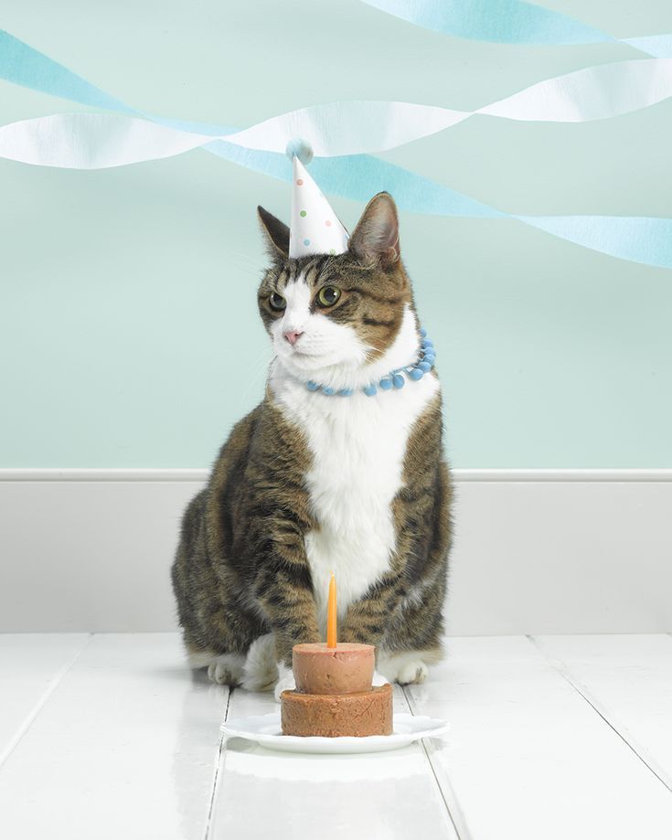 Birthday Cake For Cat, Animal Birthday, Birthday Cakes, Happy Birthday, Elmo Birthday, Birthday Ideas, Big House Cats, Gatos Cat, Serval Cats