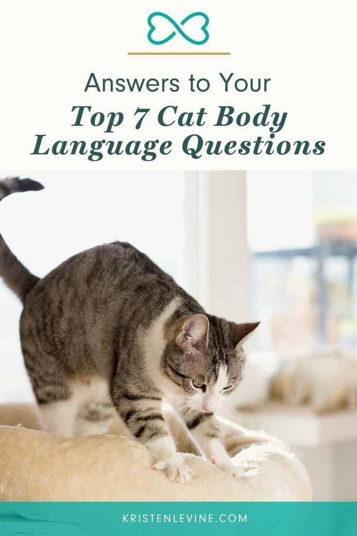 Some cat behavior simple seems odd. But understanding your cat's body language is the first step to learn how to talk back to your cat. Read the answers to these 7 cat body language questions and learn how to talk back to your cat. Cat Website, Cat Behavior Facts, Cat Yawning, Cats Knead, Cat Traps, Sick Cat, Cat Health, Health Tips