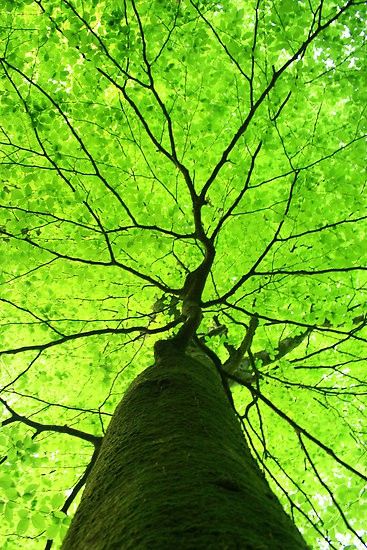 a colourful life green scene part 2 green decor fashion