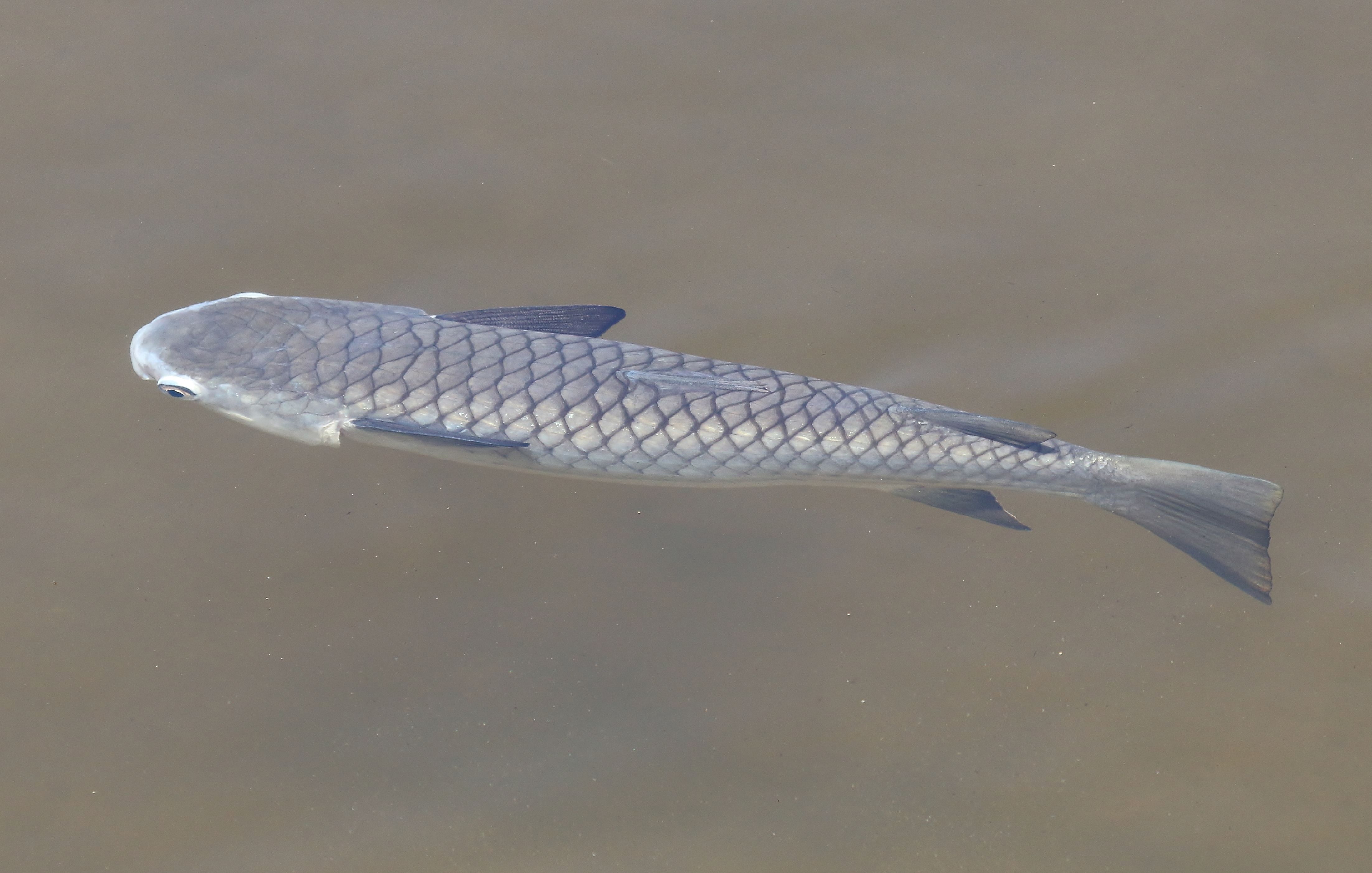 diamond-scale-mullet-ellochelon-vaigiensis-diamond-scale-n21