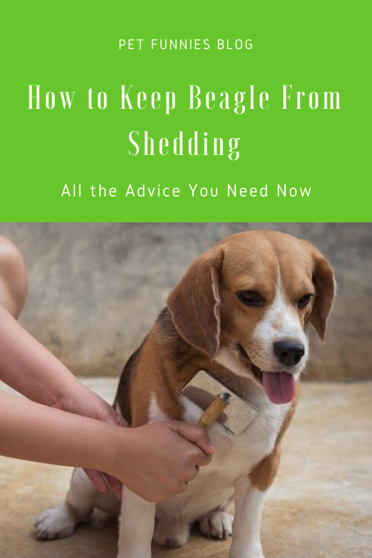 i hate beagles