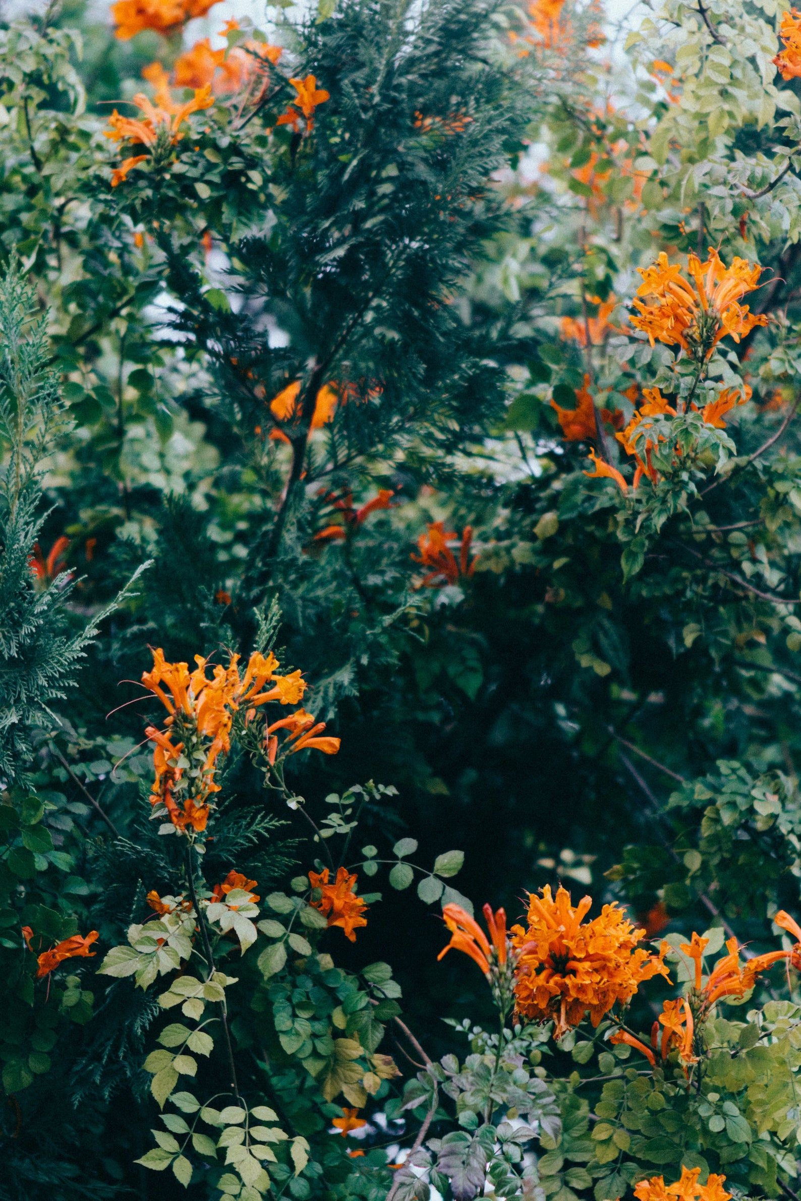 INSTANT DOWNLOAD PRINT, Wildflowers Art Print, Nat INSTANT DOWNLOAD PRINT, Wildflowers Art Print, Nat