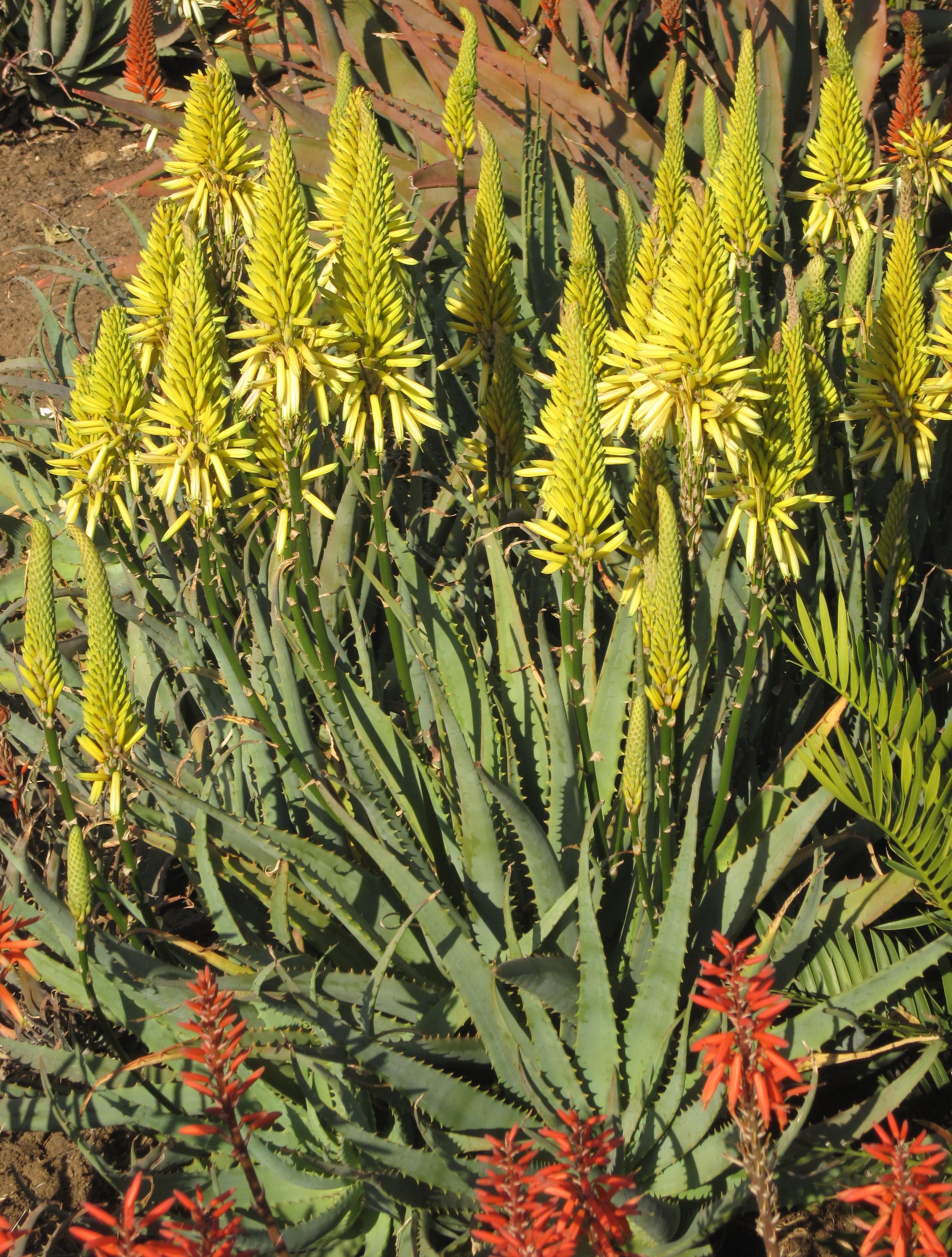 Aloe Egoli Is A Medium Sized Aloe With Spectacular Bright Aloe Egoli Is A Medium Sized Aloe With Spectacular Bright
