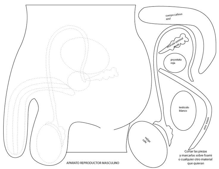 Aparatos del cuerpo humano, Sistemas del cuerpo humano, Aparato