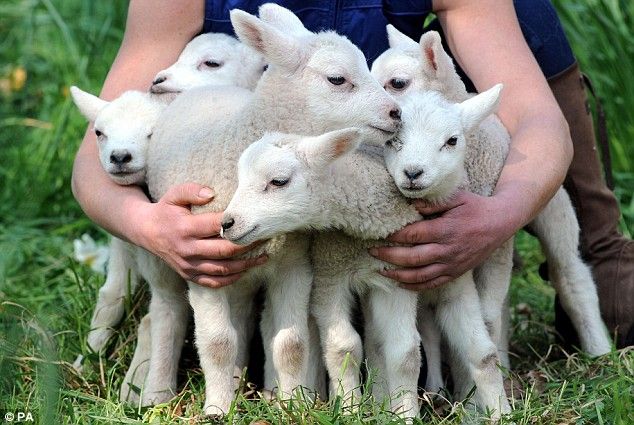 ile de france damizlik koyun ciftligi baskent koyunculuk 2 yilda 100 ile de france koyunundan 3 dogumda 550 kuzu alinir 3 aylik kuzul sheep lamb sweet animals ile de france damizlik koyun ciftligi baskent koyunculuk 2 yilda 100 ile de france koyunundan 3 dogumda 550 kuzu alinir 3 aylik kuzul sheep lamb sweet animals