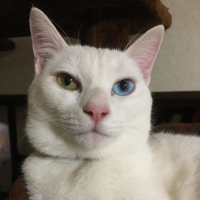 Pin On Cat Pin On Cat