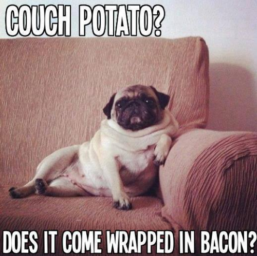 funny pug pictures nice funny pug meme to start this december day
