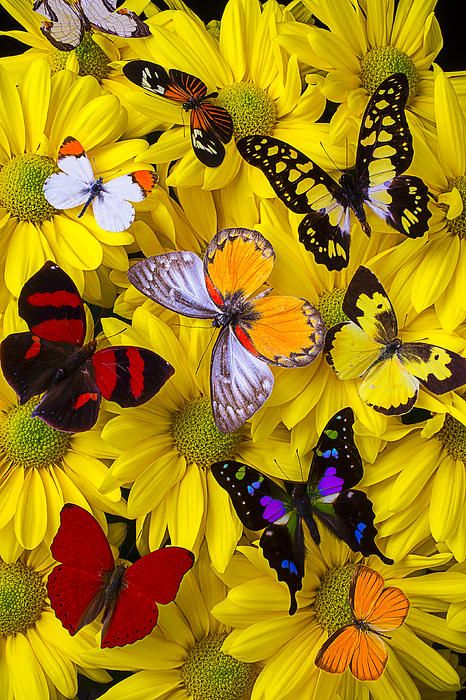 Many Butterflies On Mums Beach Towel for Sale by Garry Gay Beautiful Butterfly Pictures, Beautiful Bugs, Butterfly Photos, Butterfly Flowers, Flower Pictures, Beautiful Butterflies, Nature Pictures, Beautiful Flowers, Beautiful Pictures