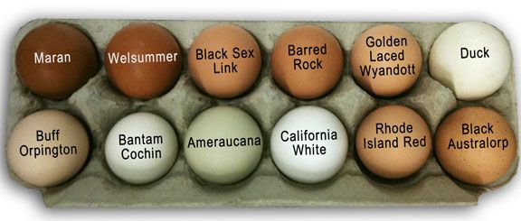 Buff Orpington egg color Backyard chickens eggs, Chicken breeds, Egg Buff Orpington egg color Backyard chickens eggs, Chicken breeds, Egg