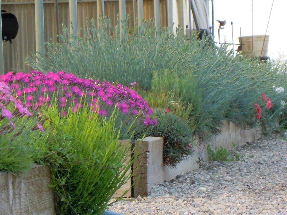 Ricordi di un progetto dimostrativo di Dianthus. | Aiuola Ricordi di un progetto dimostrativo di Dianthus. | Aiuola