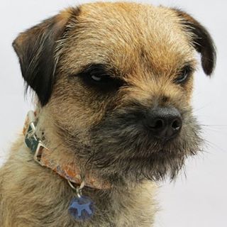 New Translucent Border Terrier Dog Tags As Modelled By Heidi At