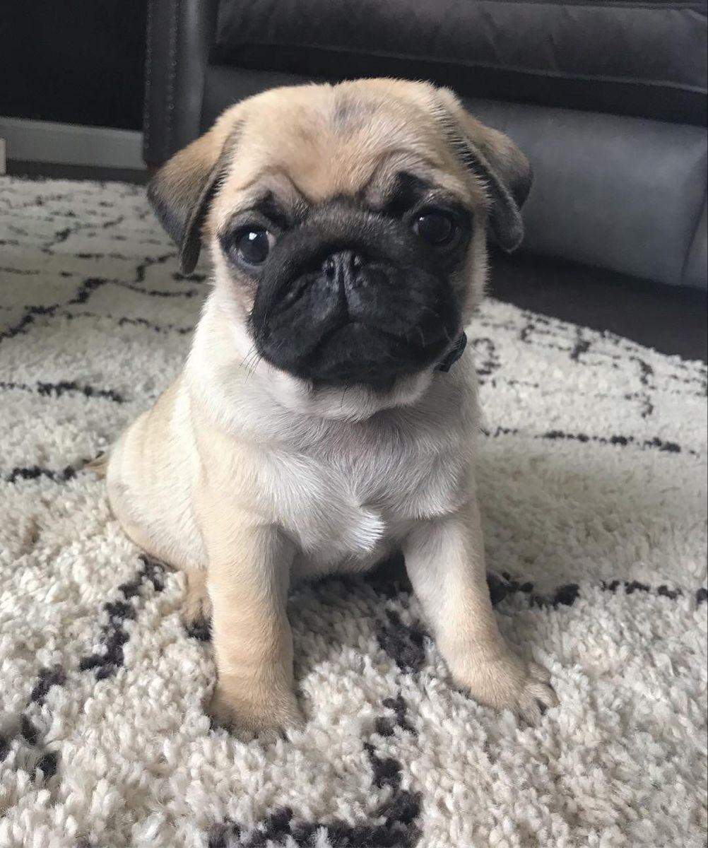 Pin On Pug Dogs Another Smooshed Faced Cutie