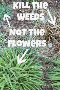weeds in flower bed vine pinterest kill weeds not flowers see this amazing product in action that can be used your flower bed to kill but leave the flowers perfectly healthy weeds flowers gardening garden killing weeds in flower bed vine pinterest kill weeds not flowers see this amazing product in action that can be used your flower bed to kill but leave the flowers perfectly healthy weeds flowers gardening garden killing
