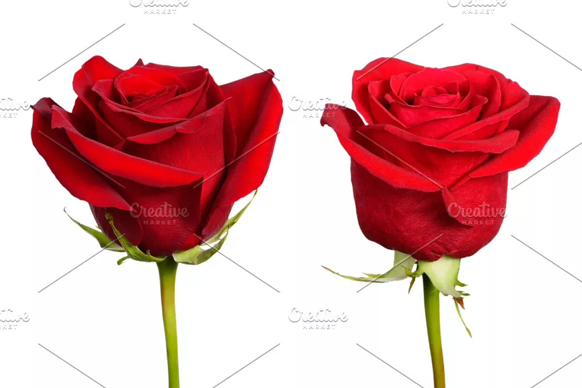 Good Beauty And The Beast Rose