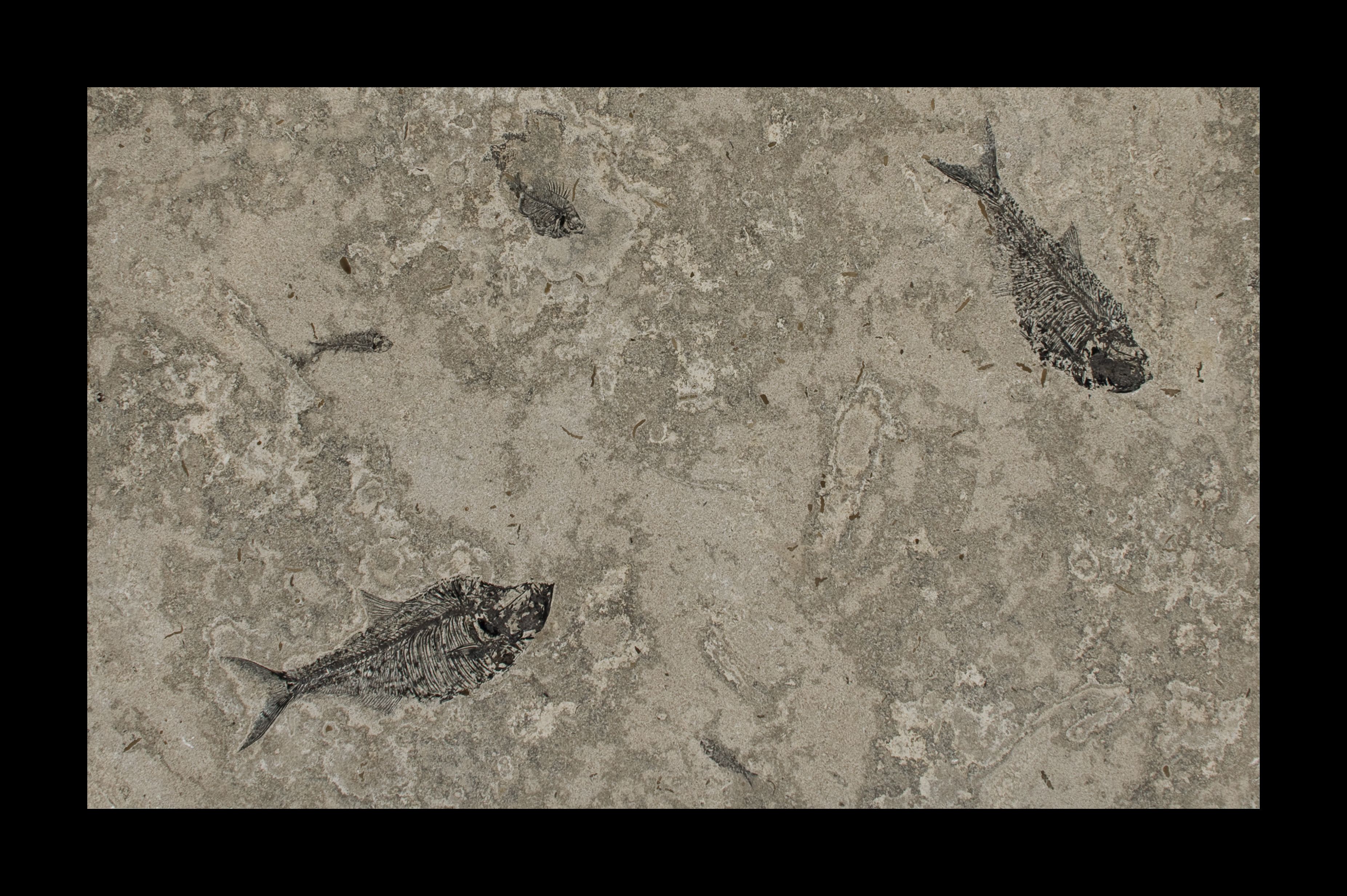 Fossil Stone Table Top 60 Wide X 32 Long Lake Clic Fossil Stone Table Top 60 Wide X 32 Long Lake Clic Layer 50 Million Years Old From The Eocene Period Green River Formation Sw Wyoming