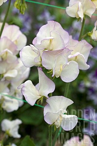 Lit3451 Lathyrus April In Paris Sweet Pea Asset Details Sweet Pea Flowers Sweet Pea Fragrant Flowers Lit3451 Lathyrus April In Paris Sweet Pea Asset Details Sweet Pea Flowers Sweet Pea Fragrant Flowers