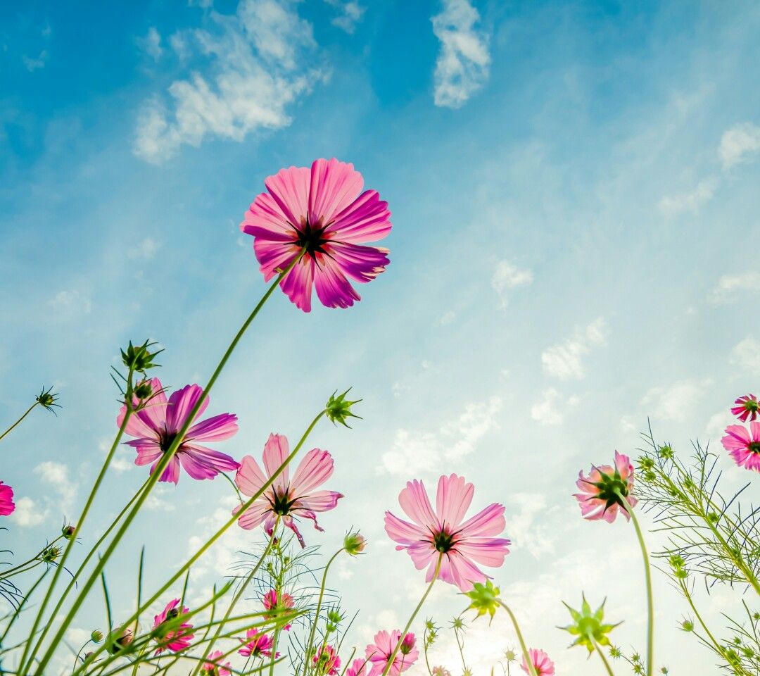 Ulfa Rahma Agustin Flower Pictures, Nature Pictures, Wild Nature