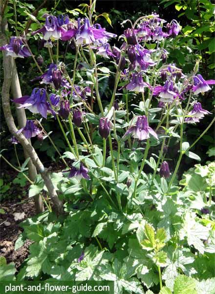 Pin On Garden And Plants