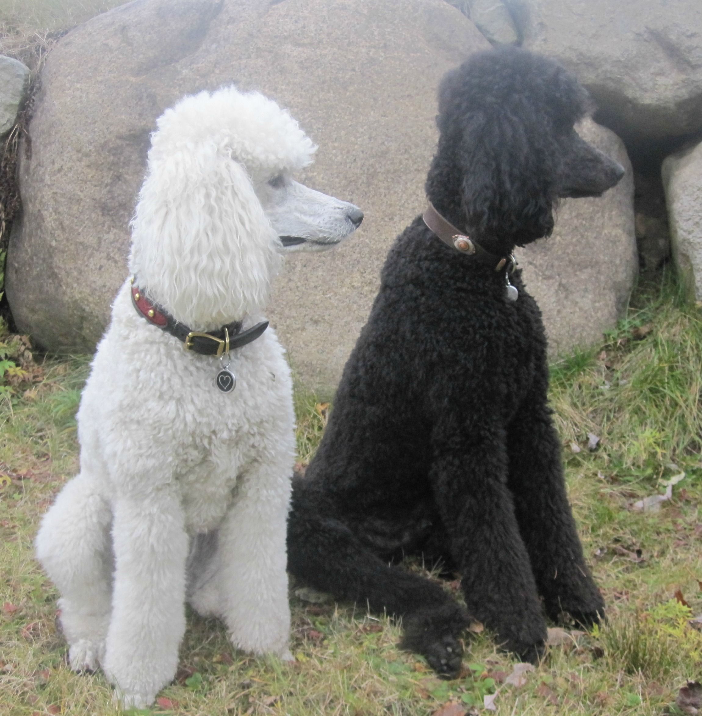 Jackson And Brie Poodle Bichon Frise Dog Breeds